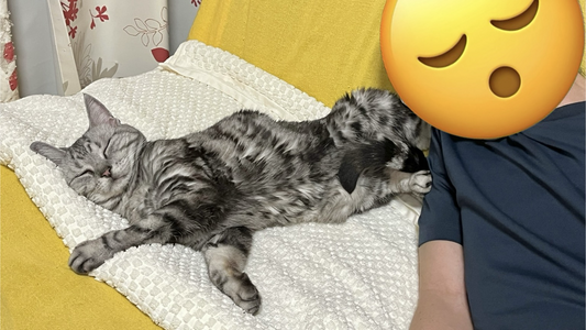 居眠りしている飼い主を足蹴にする猫